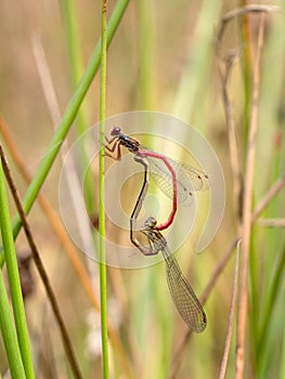 Small red damselflies mating, Ceriagrion tenellum.