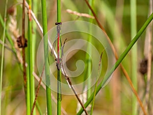 Small red damselflies mating, Ceriagrion tenellum. Dorsal view.