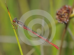Small Red Damselfly - Ceriagrion tenellum