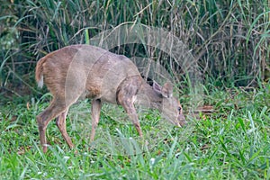 Small red deer (Mazama americana) known as \