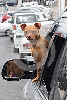 A small red dog looks out of the car window. The dog looks directly at the camera. Companion dog. Curiosity.