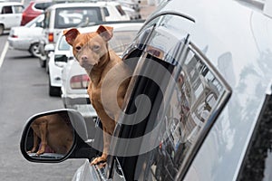 A small red dog looks out of the car window. The dog looks directly at the camera. Companion dog. Curiosity