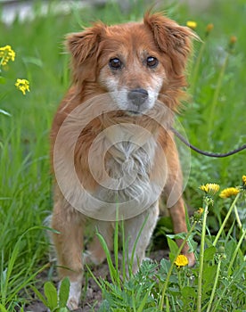 small red dog pooch in the grass