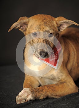 Small red dog in a red scarf around his neck in a studio