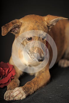 Small red dog in a red scarf around his neck in a studio