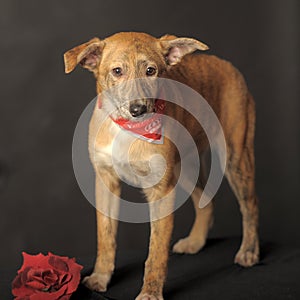 Small red dog in a red scarf around his neck in a studio