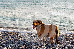 Small red dog waiting for the owner on the beach near the water on a hot summer day