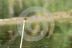 Small red dragonfly on a twig