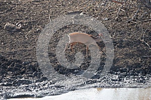 Small Red Duiker near waterhole in Kruger National Park South Africa