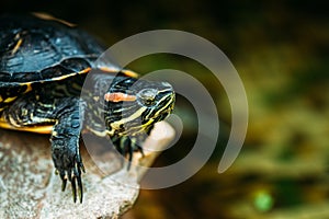 Small Red-ear Turtle, Pond Terrapin