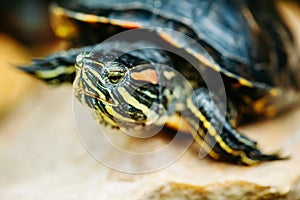 Small Red-ear Turtle, Pond Terrapin