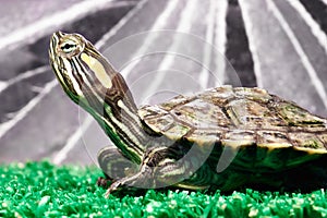 Small red-ear turtle in terrarium