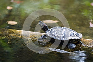 A small red-eared turtle in a pond