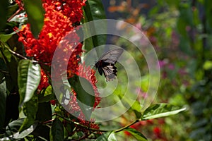 Small red flower and butterfly with nature background