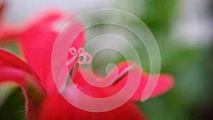 Small red flower closeup