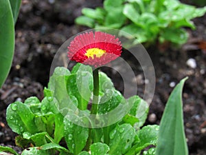 Small Red Flower Glistening with Rain Macro