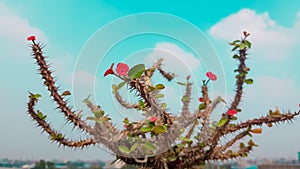 Small red flower at the top of the branch of a throned dessert flower plant with a blue sky in the background