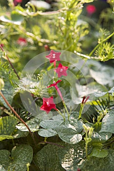 Small red flowers