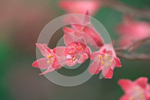 small red flowers