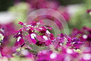 Small red flowers - RAW format