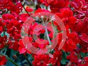 Flowers red Kalanchoe blossfeldiana PÃÂ¶llnitz photo