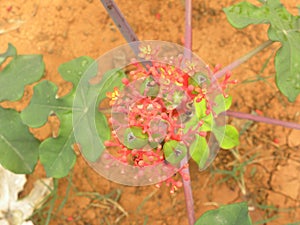 Small red flowers of Jatropha podagrica plant photo