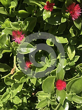 small red flowers of the plant Aptenia cordifolia Schwantes photo