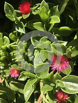 small red flowers of the plant Aptenia cordifolia Schwantes photo