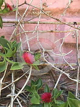 small red flowers of the plant Aptenia cordifolia Schwantes photo