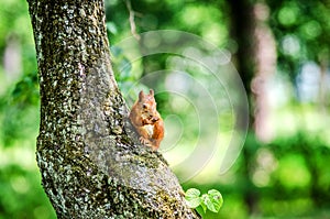 A small red squirrel sits on a tree and gnaws a nut.