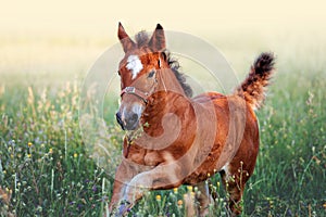 A small, red foal runs gallop alone in a field close-up