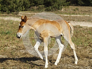 A small red foal is standing on the field