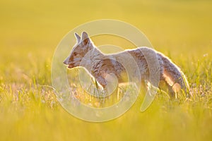 Small red fox cub profile photo. Small wild animal standing from side in the green grass in sunny sunset summer day.
