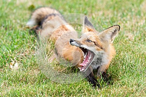 Small red fox cub yawns with very wide open mouth