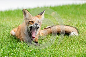 Small red fox yawns with wide open mouth