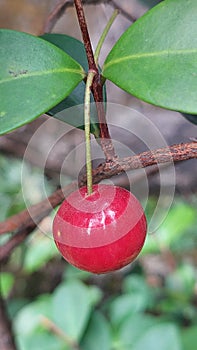 A small red fruit that seduces anyone who sees