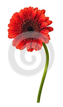 Small red gerbera flower germini isolated