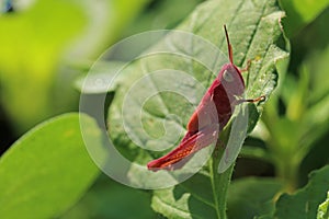 Small red grasshopper resting on a green leaf.