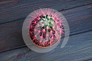 Small red green cactus on a black table