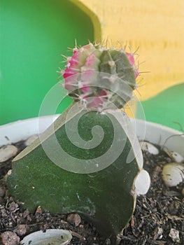 Small red green cactus on the teracce