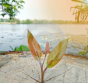 A small red and green tree growing on a yellow stump.  An orange light was shining brightly.