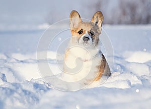 Small red-haired puppy of a dog corgi walks in deep white snowdrifts in the winter in the park with a nose covered with snow
