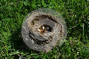 Nest with golden eggs among greenery.