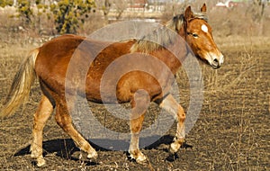 Small red horse running on the field