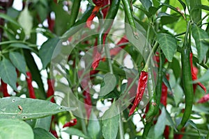Small red hot chilli pepper