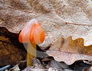 Small red Hygrocybe mushroom, fungus.