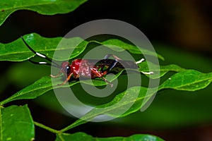 Small red insect sitting on a green leaf in the amazon rainforest in Cuyabeno National Park, in Ecuador