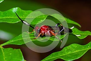 Small red insect sitting on a green leaf in the amazon rainforest in Cuyabeno National Park, in Ecuador