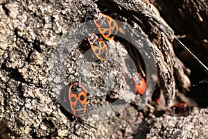 small red insects on a tree. Macroshot