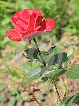 A small Red Intuition rose
